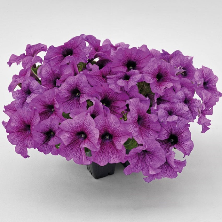 Petunia Seeds Petunia Success 360 Purple Vein 25 thru 1,000 seeds