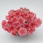 Petunia Seeds Success 360 Salmon Vein 50 Pelleted Seeds