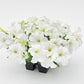 Petunia Seeds Success 360 White 50 Pelleted Seeds