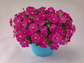 Trailing Petunia Seeds Success Pink 25 Pelleted Petunia Seeds