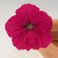 Trailing Petunia Success Rose 25 Pelleted Petunia Seeds