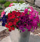 Trailing Petunia Seeds Success Liberty Mix 25 Pelleted Petunia Seeds