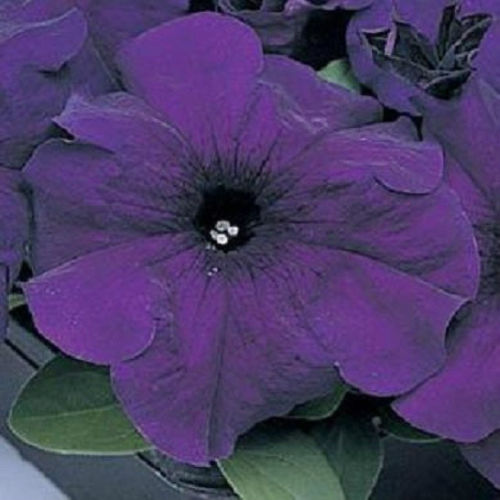 Petunia Seeds Super Cascade Blue 50 Pelleted Seeds