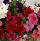 Petunia Seeds Super Cascade Mix 50 Pelleted Seeds