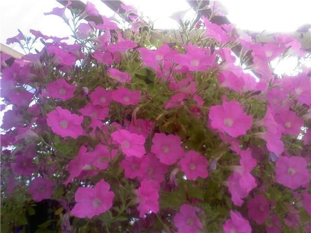 Petunias Seeds Super Cascade Pink 50 Pelleted Seeds