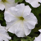 1,000 Petunia Seeds Supercascade White Pelleted Seeds