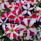 50 pelleted petunia seeds Tango All Star Mix flower seeds