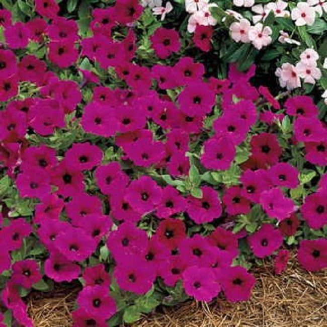 Petunias Tidal Wave Purple 15 thru 100 Pelleted Petunia Seeds