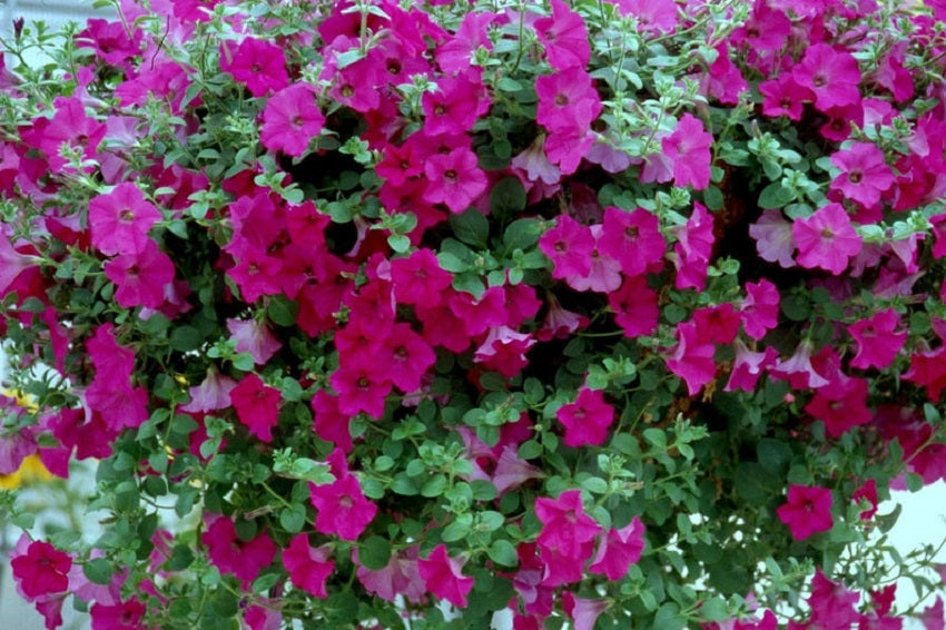 Petunias Tidal Wave Purple 15 thru 100 Pelleted Petunia Seeds