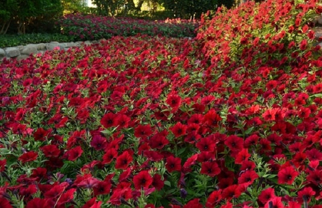 Petunias Tidal Wave Red Velour 15 thru 100 Pelleted Petunia Seeds