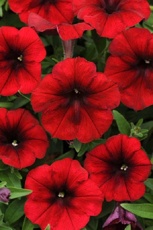 Petunias Tidal Wave Red Velour 15 thru 100 Pelleted Petunia Seeds