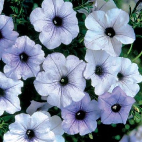 Petunias Seeds Tidal Wave Silver 25 Pelleted Petunia Seeds