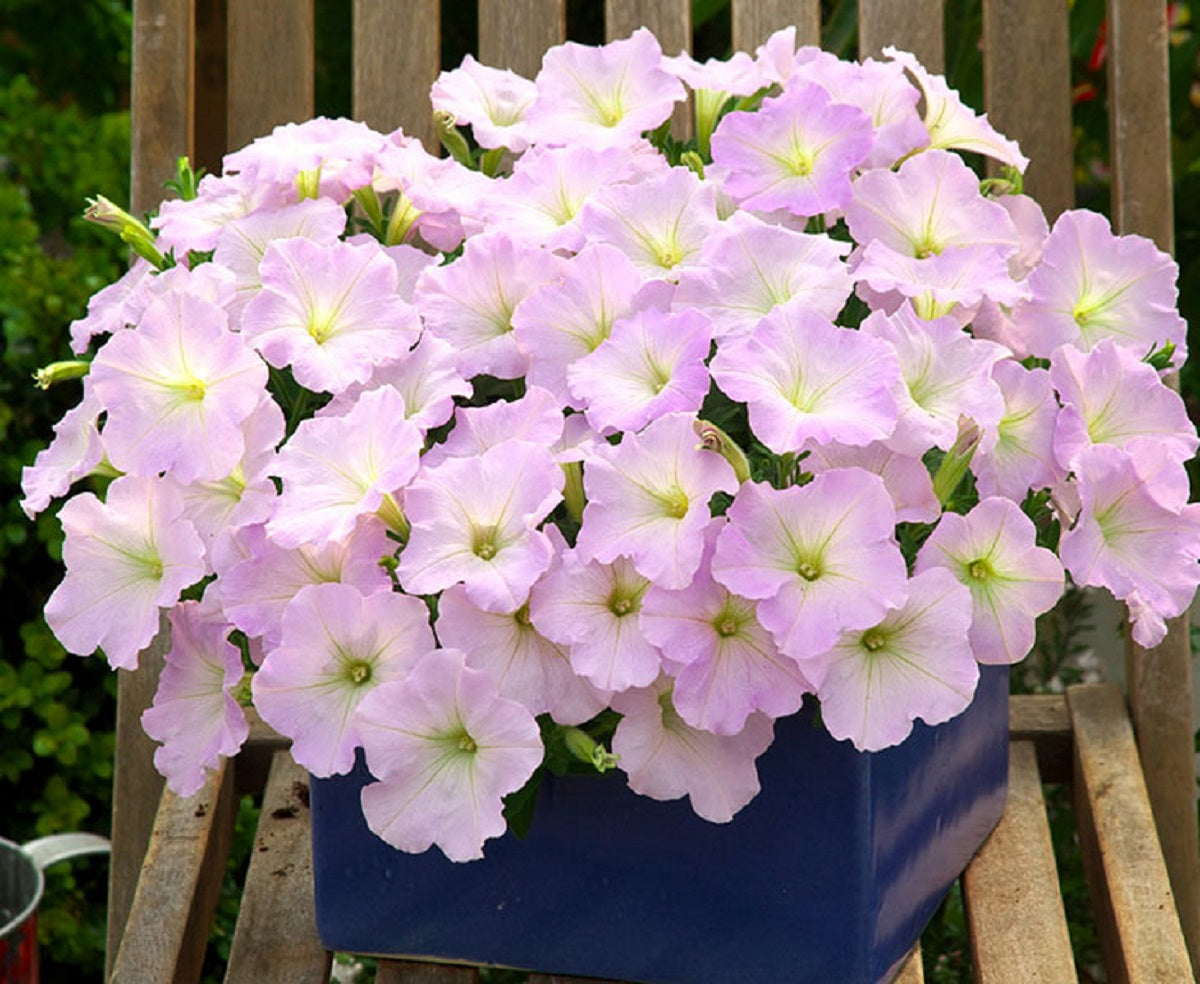 25 Pelleted Petunia Seeds Trilogy Lavender Pink Trailing Petunia