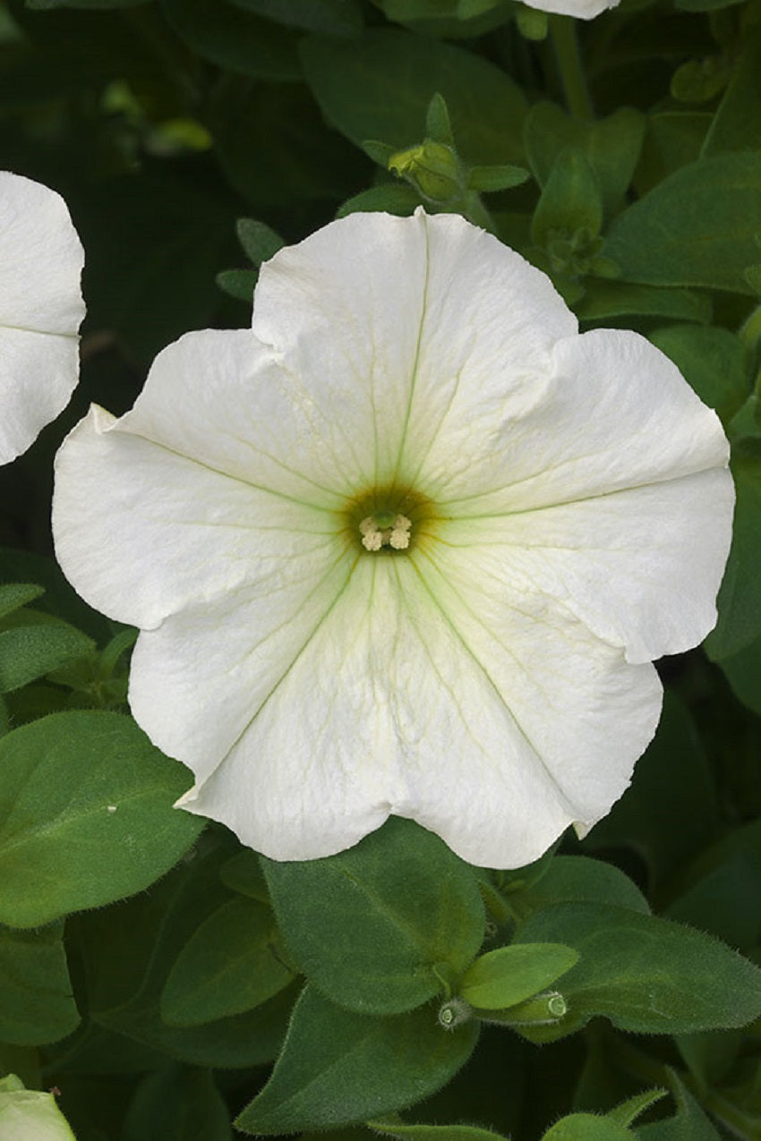 25 Pelleted Petunia Seeds Trilogy Lime Trailing Petunia Seeds