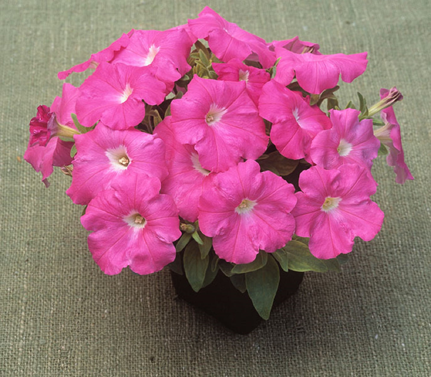 25 Pelleted Petunia Seeds Trilogy Rose Trailing Petunia Seeds