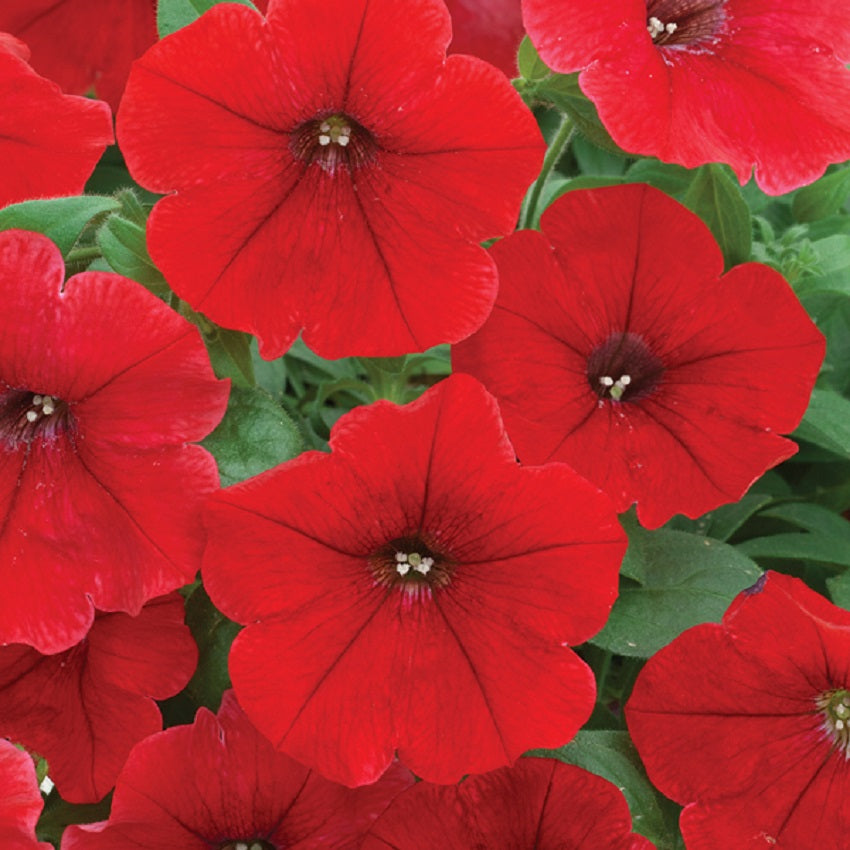 25 Pelleted Petunia Seeds Trilogy Scarlet Trailing Petunia Seeds