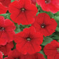 25 Pelleted Petunia Seeds Trilogy Rouge Trailing Petunia Seeds