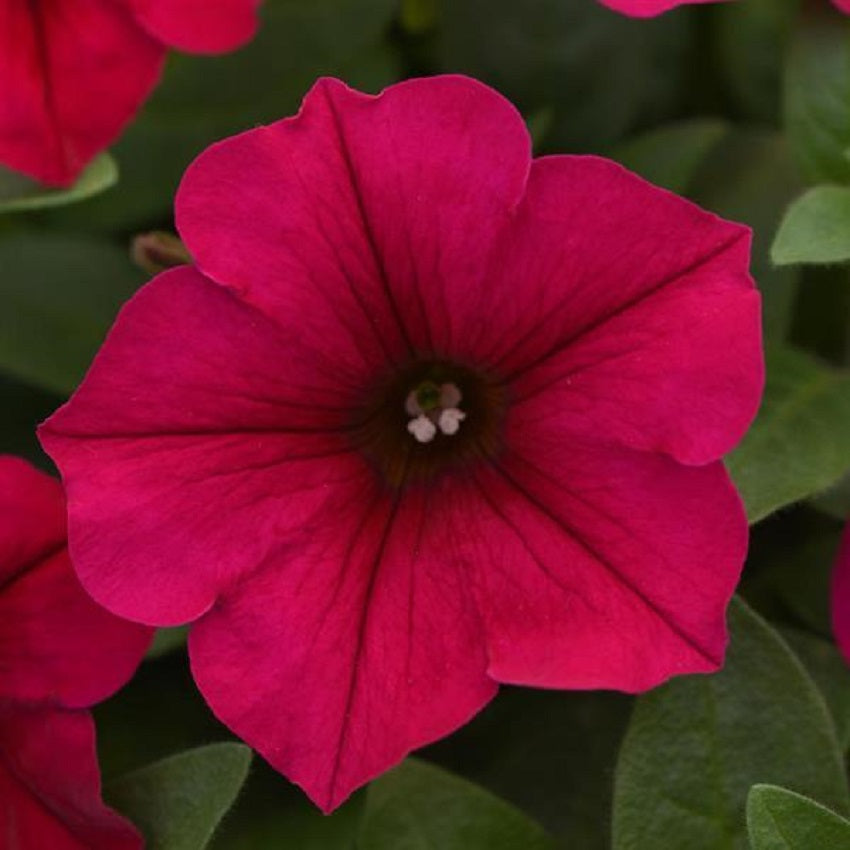 Petunias Easy Wave Carmine Velour 25 Pelleted Seeds