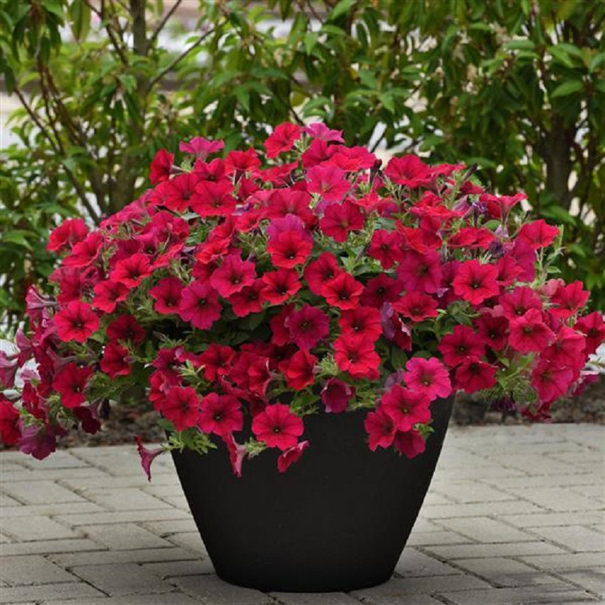 Petunias Easy Wave Carmine Velour 25 Pelleted Seeds