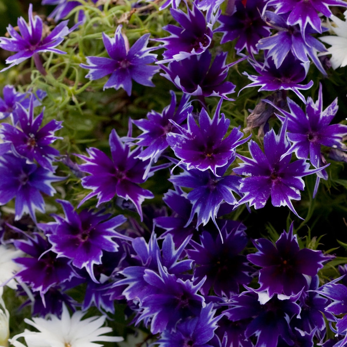 Phlox Seeds Phlox Popstar Deep Blue 50 Flower Seeds