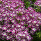 Phlox Seeds Phlox Popstar Purple Eye 50 Flower Seeds