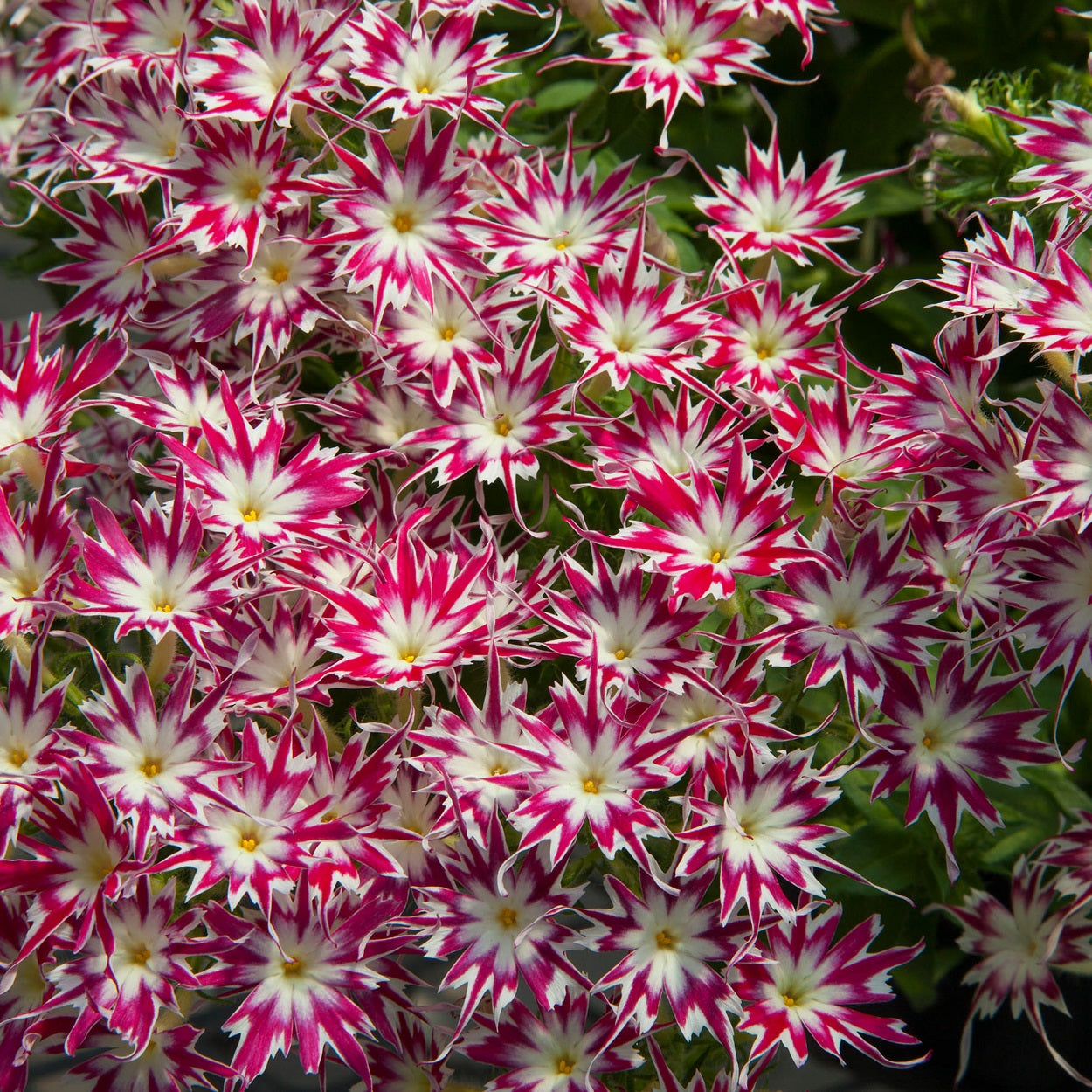 Phlox Seeds Phlox Popstar Rose Eye 50 Seeds F1 Seeds