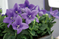 Platycodon Seeds Popstar Blue Balloon Flower 25 Seeds