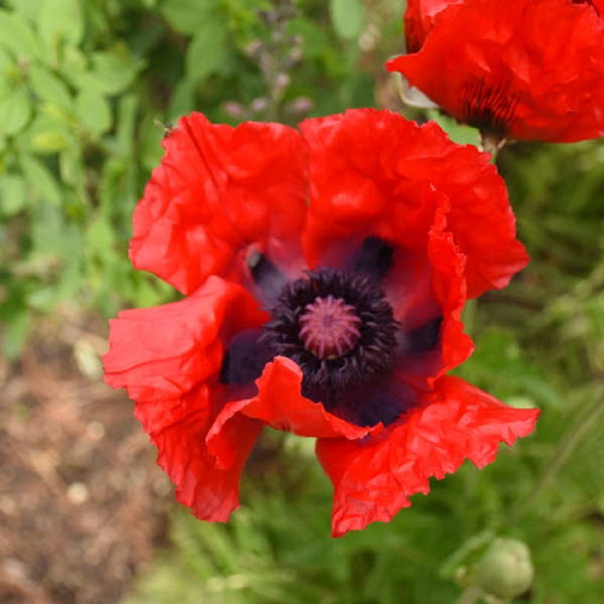 Poppy Seeds Oriental Poppy Beauty Of Livermere 250 Seeds