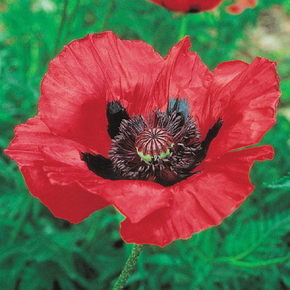 Poppy Seeds Oriental Poppy Beauty Of Livermere 250 Seeds