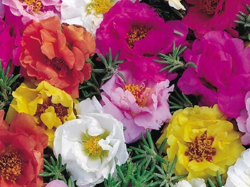 Portulaca Seeds Portulaca Double Mix 500 Seeds Perennial