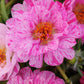 Portulaca Seeds Portulaca Happy Trails Peppermint 50 Multi pelleted Seeds Perennial