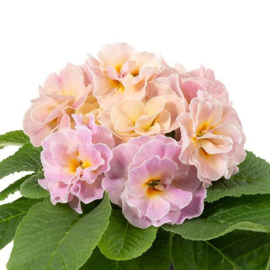 Primula Acaulis Paradiso Double Champagne 25 Primrose Seeds