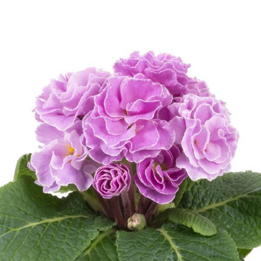 Primula Acaulis Paradiso Double Lavender 25 Primrose Seeds