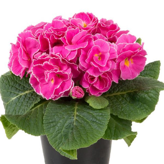 Primula Acaulis Paradiso Double Light Rose 25 Primrose Seeds