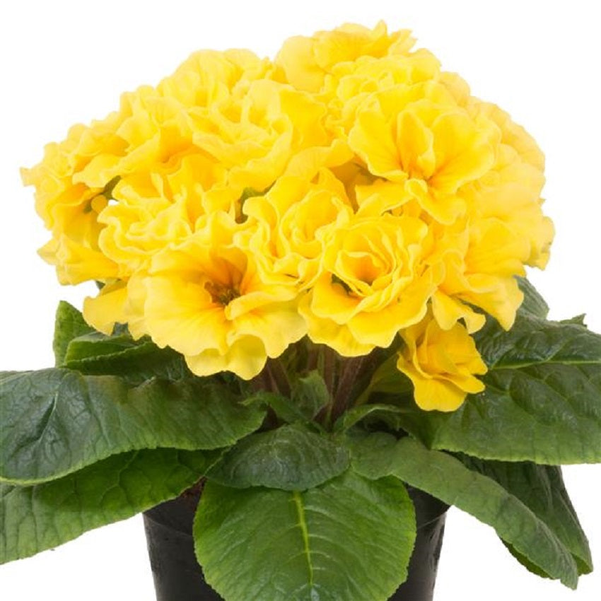 Primula Seeds | Primula Paradiso Double Yellow | 25 Primrose Seeds