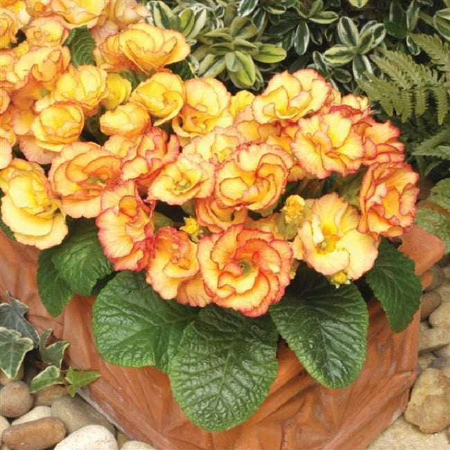 25 Primula Seeds Primlet® Sunrise Primrose Seeds