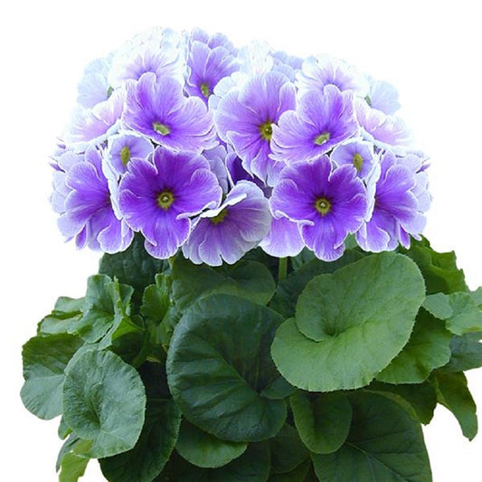 Primula Obconica Touch Me Midi Blue White 25 Primrose Seeds