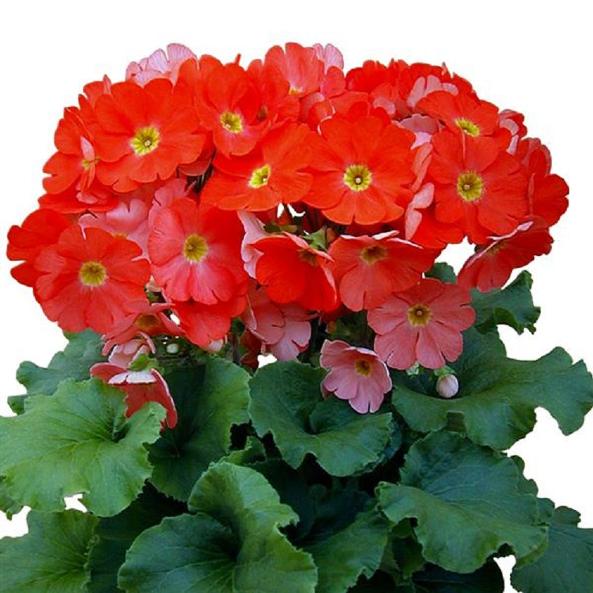 Primrose Seeds Primula Obconica Original Deep Orange 50 Seeds