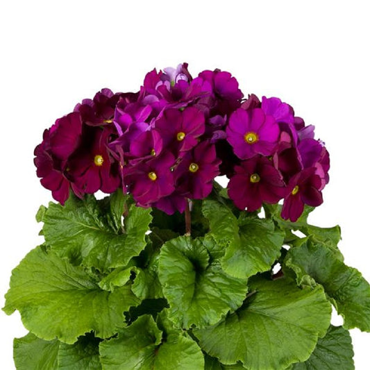 Primula Obconica Touch Me Midi Magenta 25 Primrose Seeds