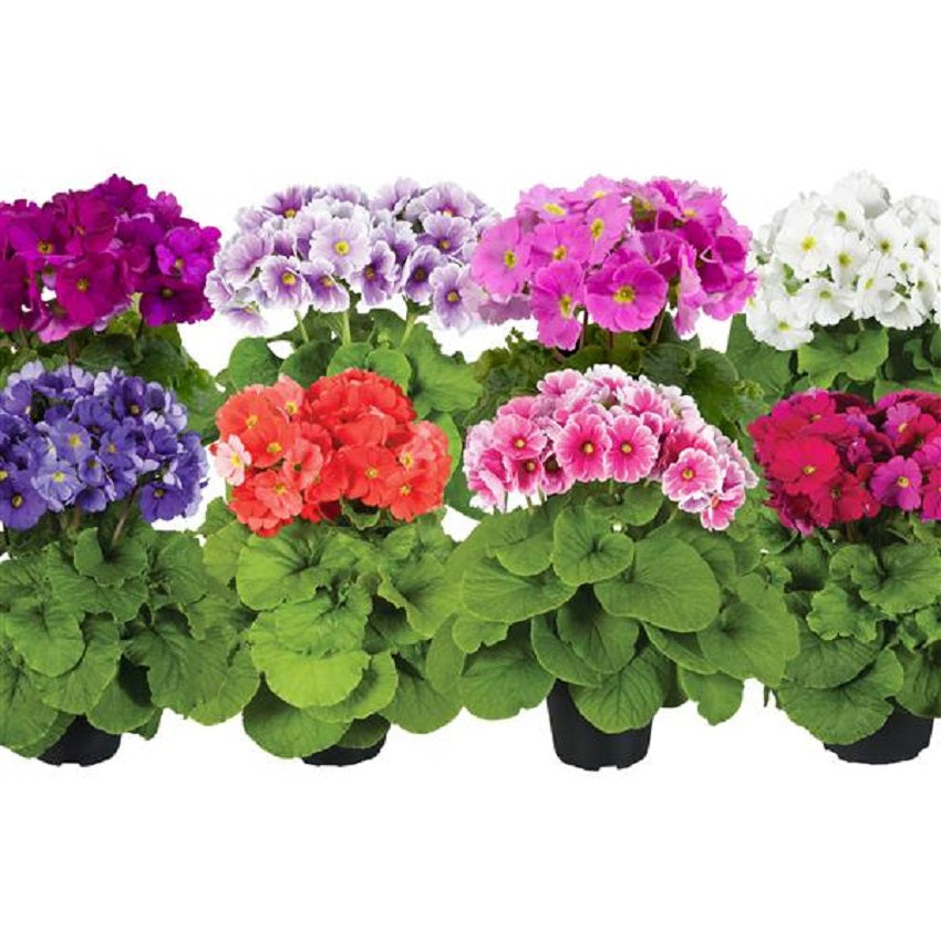 Primula Obconica Touch Me Midi Mix 25 Primrose Seeds