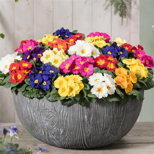 Primula Seeds 50 Primrose Seeds Primula Optic Mix