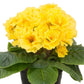 Primula Seeds Paradiso Double Yellow 25 seeds