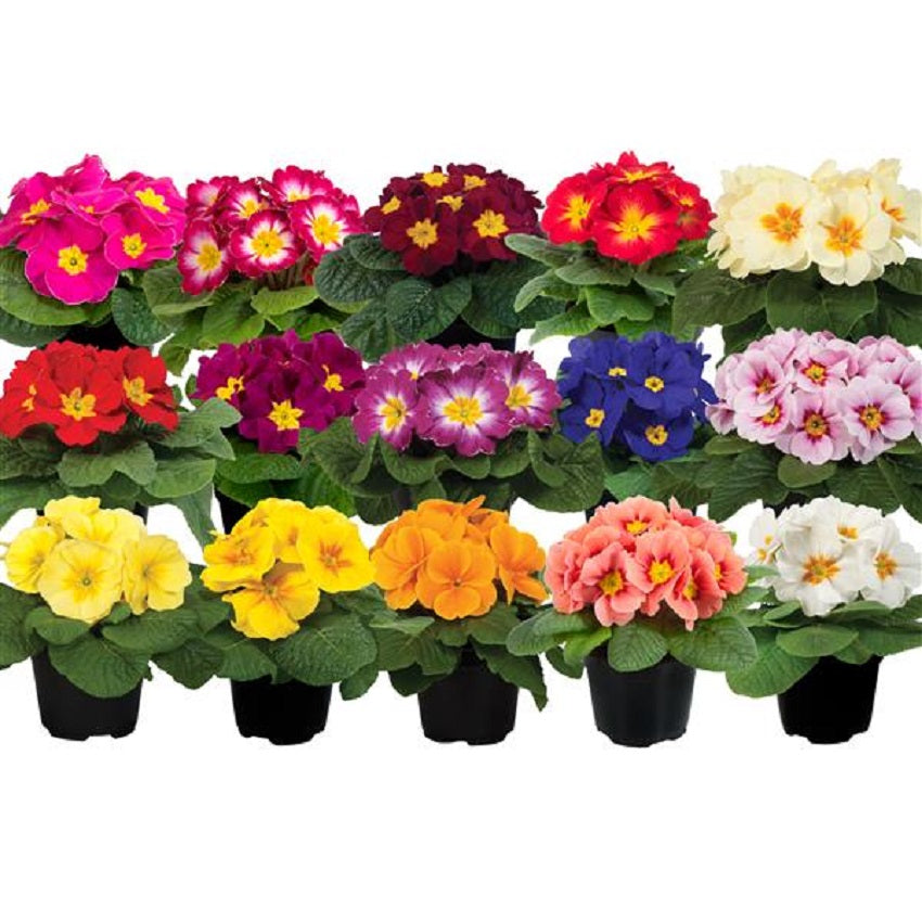 Primula Seeds Paradiso Early Mix 50 Primrose Seeds