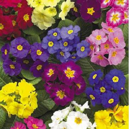 Primula Seeds Supernova Mix 50 Primrose seeds