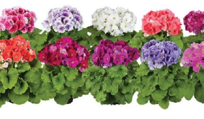 50 Primrose Seeds Touch Me Large Mix Primroses