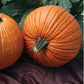 Pumpkin Seeds Pumpkin Mrs. Wrinkles 25 Seeds