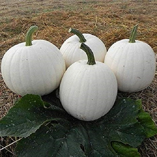 Pumpkin Seeds Casper White Pumpkin 15 thru 250 Seeds