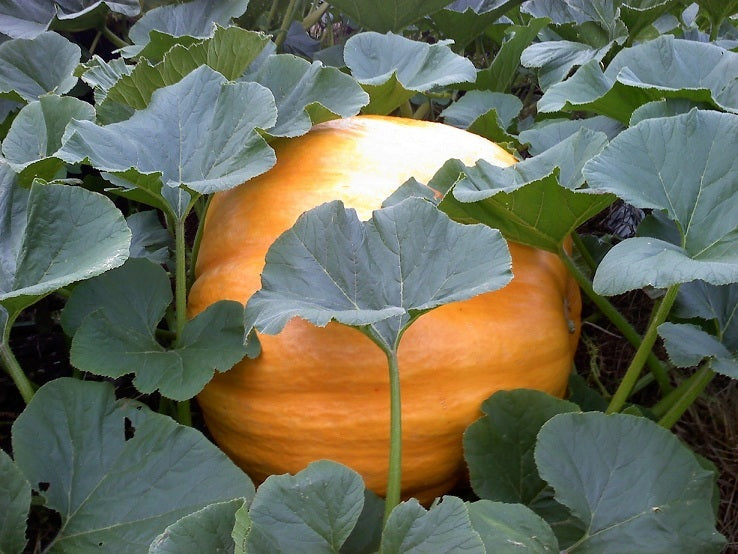 Pumpkin Seeds Dills Atlantic Giant 25 thru 250 Garden Seeds