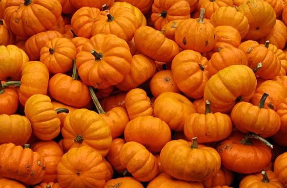 Jack be little Pumpkin Seeds 25 thru 500 Bulk Pumpkin Seeds