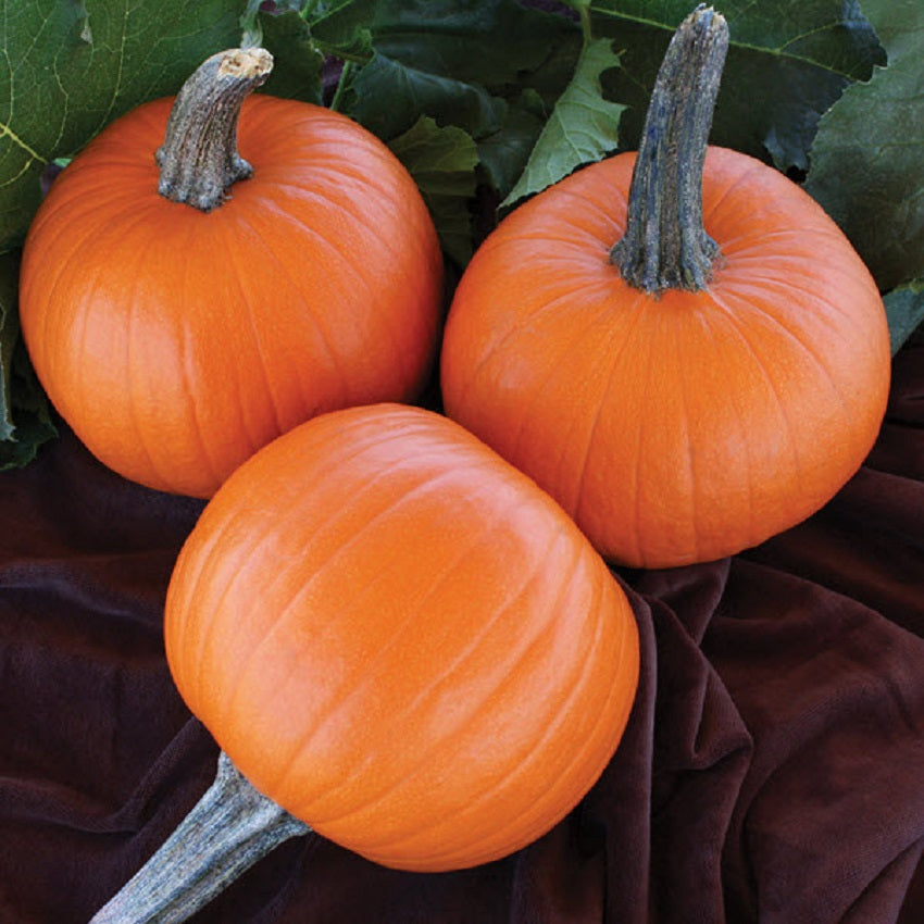 Pumpkin Seeds 25 Seeds Jack Sprat Pumpkin Pie Pumpkin